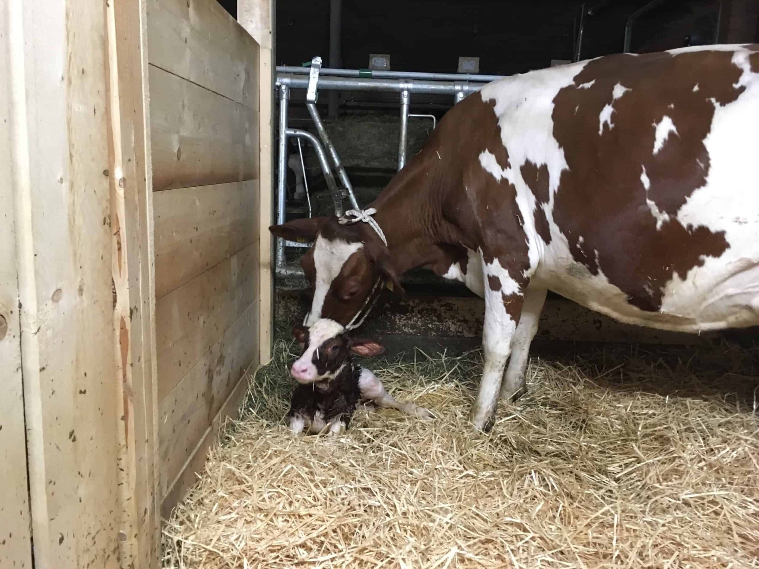 Milch ohne Schlachtung