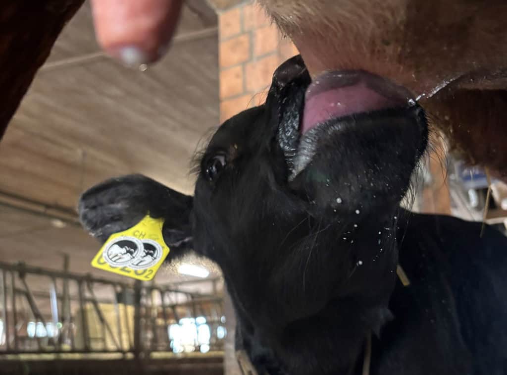 Der kleine Muni Livio geniesst die Milch seiner Mutter.